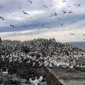 A reader fears for the future of the Bass Rock's gannet population if the Berwick Bank wind farm is built (Picture: Lisa Ferguson)