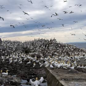 A reader fears for the future of the Bass Rock's gannet population if the Berwick Bank wind farm is built (Picture: Lisa Ferguson)