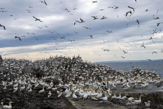 A reader fears for the future of the Bass Rock's gannet population if the Berwick Bank wind farm is built (Picture: Lisa Ferguson)