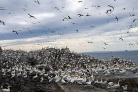 A reader fears for the future of the Bass Rock's gannet population if the Berwick Bank wind farm is built (Picture: Lisa Ferguson)