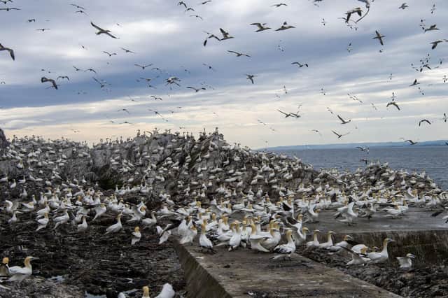 Bass Rock's gannet population. Picture: Lisa Ferguson