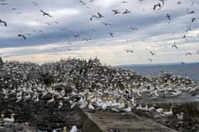 A reader fears for the future of the Bass Rock's gannet population if the Berwick Bank wind farm is built (Picture: Lisa Ferguson)