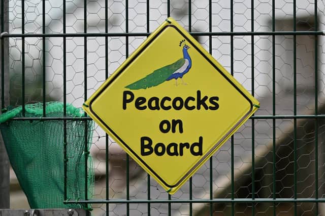 Peacocks in Pittencrieff Park. Dunfermline.
