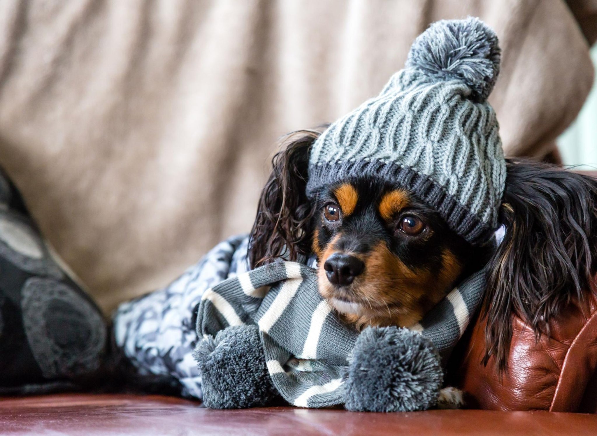 Here are 10 expert tips on exercising your adorable pet dog this winter – including indoor options when the weather turns bad Here are 10 expert tips on exercising your adorable pet dog this winter – including indoor options when the weather turns bad