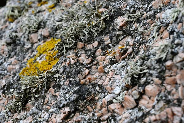 Among other things, Linda Cracknell fixes her powers of description on the tiny, "tangly forests" of moss and lichen growing on the slopes of Sgòr Gaoith in the Cairngorms PIC: Damien Meyer / AFP via Getty Images