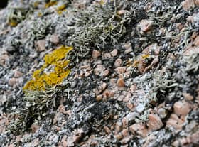 Among other things, Linda Cracknell fixes her powers of description on the tiny, "tangly forests" of moss and lichen growing on the slopes of Sgòr Gaoith in the Cairngorms PIC: Damien Meyer / AFP via Getty Images
