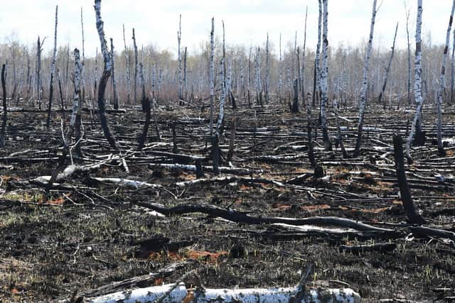 The Red Forest fire zone near Chernobyl