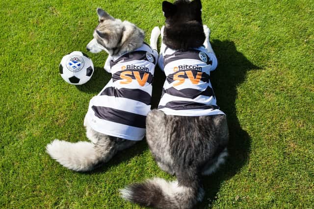 These two Scottish-based huskies, who have with a strong TikTok following, model the latest Ayr United kit.