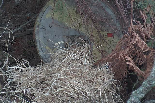 A national rescue effort aimed at halting extinction of the Scottish wildcat– led by the Royal Zoological Society of Scotland – will see kittens born last year at a special 'breed and release' centre in the Highlands set free in the Cairngorms. Picture: RZSS/Saving Wildcats