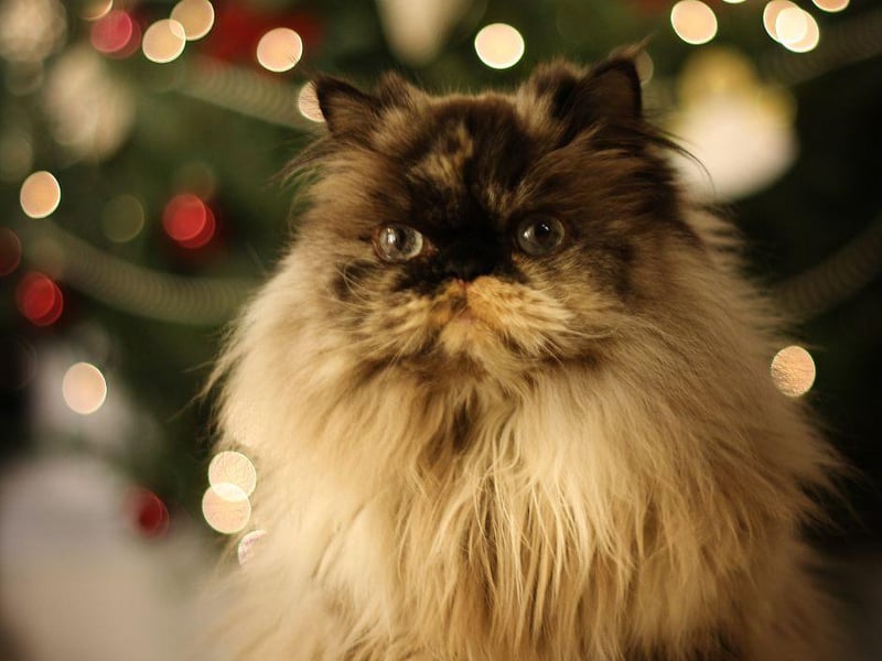 The Himalayan breed are one of the most loving and affectionate breeds in the world, so make wonderful pets. They are typically great with children and will bond with them for life.