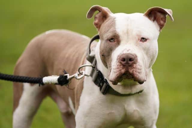 The dog that was shot dead is reported to be a bully-style dog. Image: Jacob King/Press Association.
