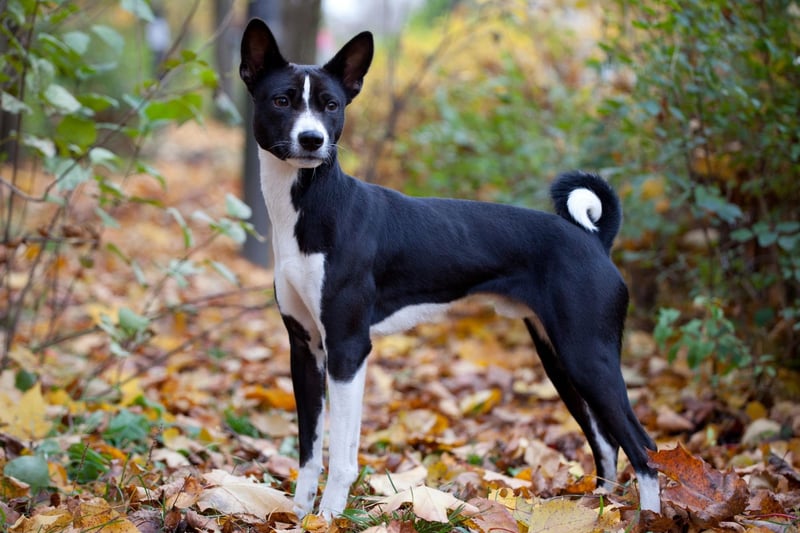 Famously the only dog that doesn't bark (it makes an odd yodelling noise instead), the Basenji is a hunting dog from Africa that could never be confused with a lap dog. These dogs see themselves as their owner's equal, with commands seen as recommendations to be considered.