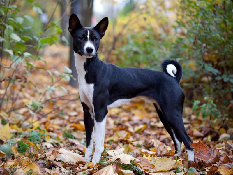 Famously the only dog that doesn't bark (it makes an odd yodelling noise instead), the Basenji is a hunting dog from Africa that could never be confused with a lap dog. These dogs see themselves as their owner's equal, with commands seen as recommendations to be considered.