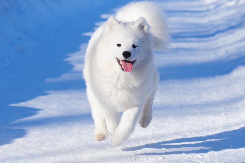 Yet another ancient breed from Siberia, the Samoyed is named after the people who used them for hunting, herding reindeer and sledding. DNA analysis has found that the breed is at least 3,000 years old, dating back to when they moved to the Arctic with their human owners in around 1000BC.