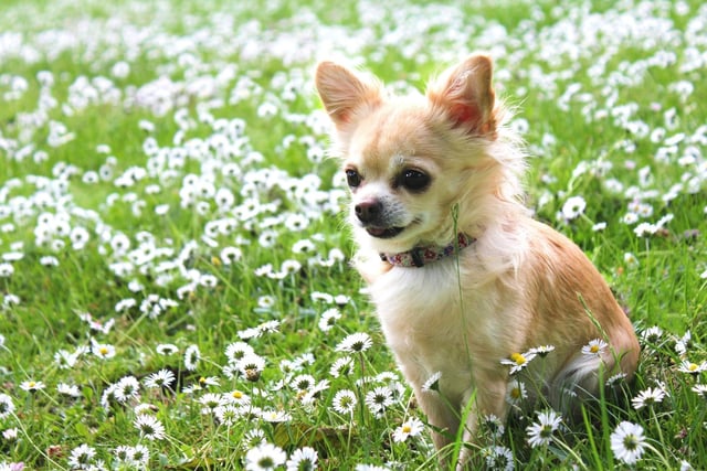 Turning from the gentle giants to the pint-sized pups. Ranging in size from 0.9-2.7 kg, the Chihuahua is the world's tiniest breed of dog. The smallest dog in history was a Chihuahua named Miracle Milly - she was 3.8 inches tall and weighed less than 0.5 kg.