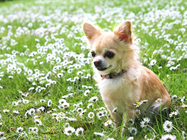 Turning from the gentle giants to the pint-sized pups. Ranging in size from 0.9-2.7 kg, the Chihuahua is the world's tiniest breed of dog. The smallest dog in history was a Chihuahua named Miracle Milly - she was 3.8 inches tall and weighed less than 0.5 kg.