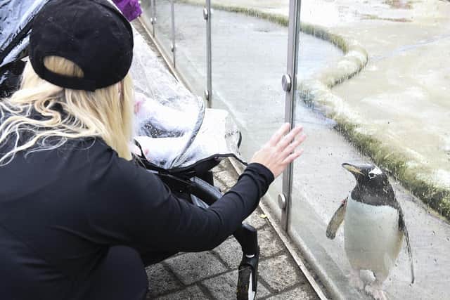 Edinburgh Zoo announces that it will open this week to visitors picture: JPI Media