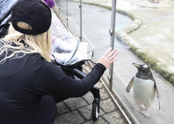 Edinburgh Zoo announces that it will open this week to visitors picture: JPI Media