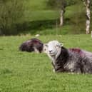 Bluetongue is an animal disease that affects livestock including cattle and sheep, as well as goats, deer and llamas, with symptoms including a blue and swollen tongue, fever, reduced milk yield and in the most severe cases, death.