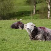 Bluetongue is an animal disease that affects livestock including cattle and sheep, as well as goats, deer and llamas, with symptoms including a blue and swollen tongue, fever, reduced milk yield and in the most severe cases, death.