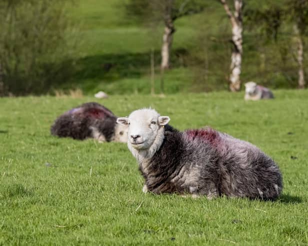 Bluetongue is an animal disease that affects livestock including cattle and sheep, as well as goats, deer and llamas, with symptoms including a blue and swollen tongue, fever, reduced milk yield and in the most severe cases, death.