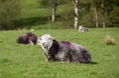 Bluetongue is an animal disease that affects livestock including cattle and sheep, as well as goats, deer and llamas, with symptoms including a blue and swollen tongue, fever, reduced milk yield and in the most severe cases, death.