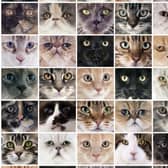 These have been the most popular breeds of cat over lockdown.