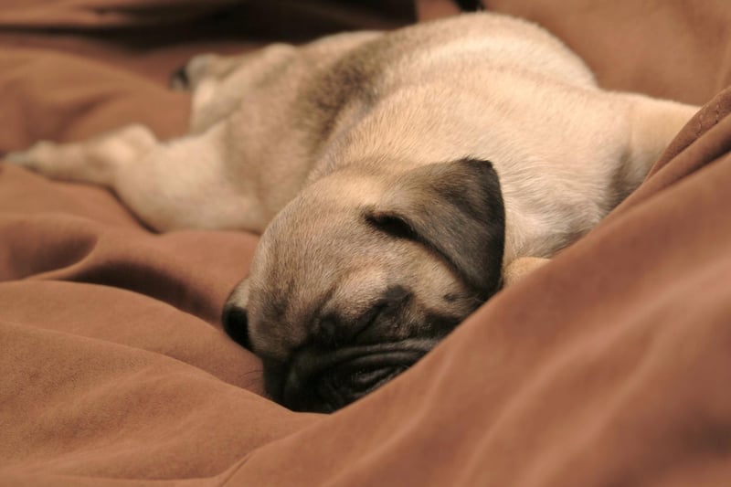 Pugs are sociable when needed but are equally happy to ignore the rest of the world and snuggle up on the couch.