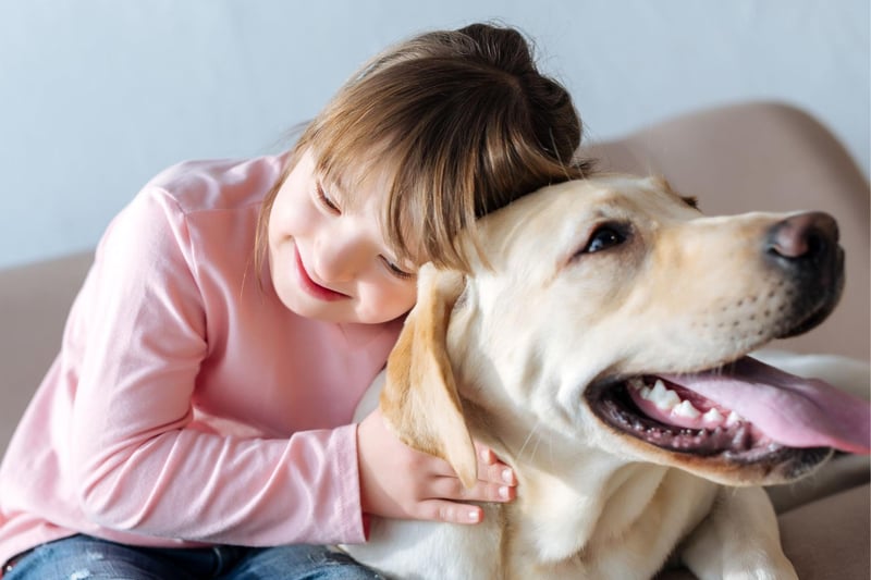 It'll come as no surprise to anybody who has owned a Labrador Retriever - the UK's most popular dog in 2020 - that they feature prominently in this list. They are famously gentle, loyal and very affectionate.