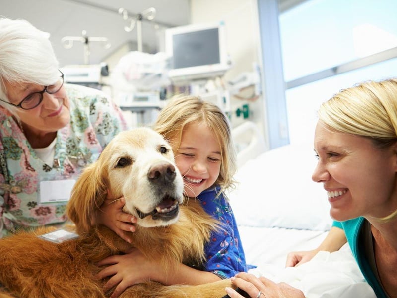 Share the love in February, by volunteering or doing random acts of kindness together with your dog. Does your dog have what it takes to be a therapy dog? Charities such as Pets As Therapy are always looking for canine volunteers to visit care homes, hospitals, hospices, schools and prisons. Another idea includes visiting your local pet blood bank, so your dog can become a blood donor. Dog's blood can be used to save the lives of other dogs that are injured or sick, so they have a chance to live a long and healthy life. Other ideas include litter picking in your local community together, donating old toys and blankets to your local rescue centre, or dog food to your local pet food bank