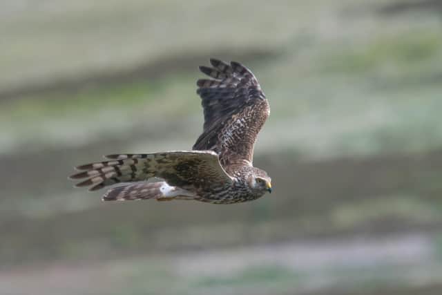 The tagged hen harrier disappeared
