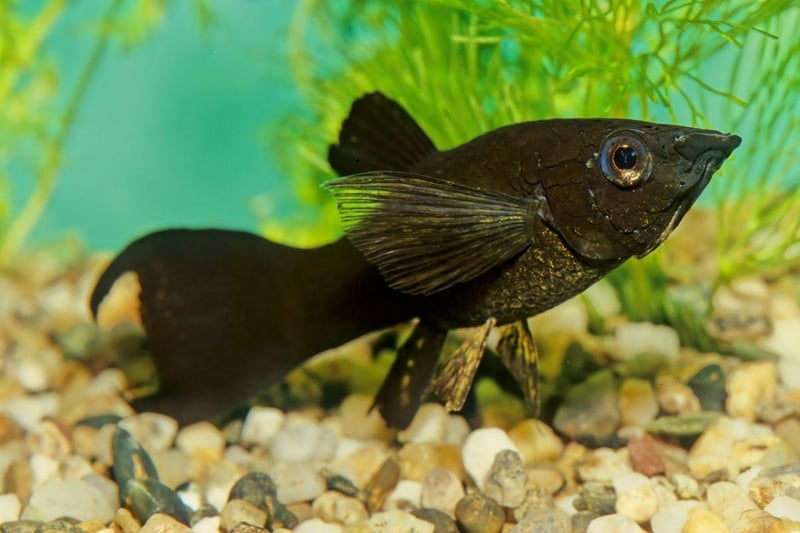 From the same family as the Guppy - and equally easy to keep - Mollies can be differentiated by their body shape and smaller tail. Widespread across the Americas, the Molly can come in a variety of colours, with black and orange being among the most popular with aquarium owners.