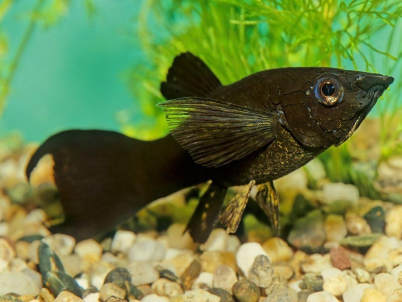 From the same family as the Guppy - and equally easy to keep - Mollies can be differentiated by their body shape and smaller tail. Widespread across the Americas, the Molly can come in a variety of colours, with black and orange being among the most popular with aquarium owners.