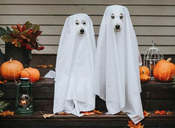 If your dog is happy to get dressed up, why not get them involved in the ghostly goings-on this Halloween.
