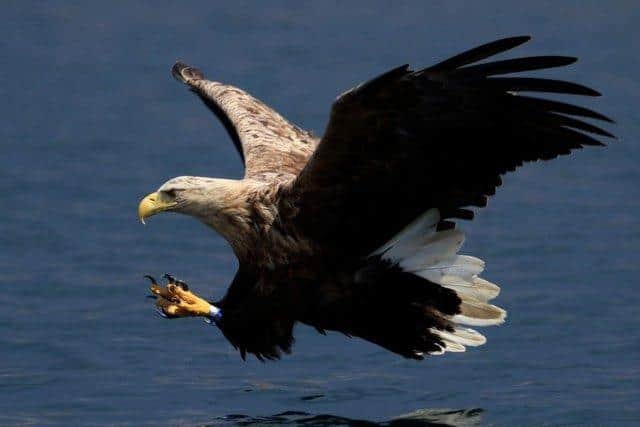 White-tailed or sea eagles have been targeted ruthlessly since their reintroduction to Scotland.