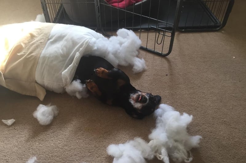 Gwynnie the Dachshund managed to fashion herself a sleeping bag out of a pillow.