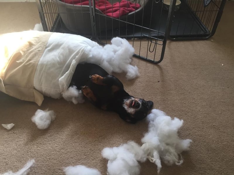 Gwynnie the Dachshund managed to fashion herself a sleeping bag out of a pillow.