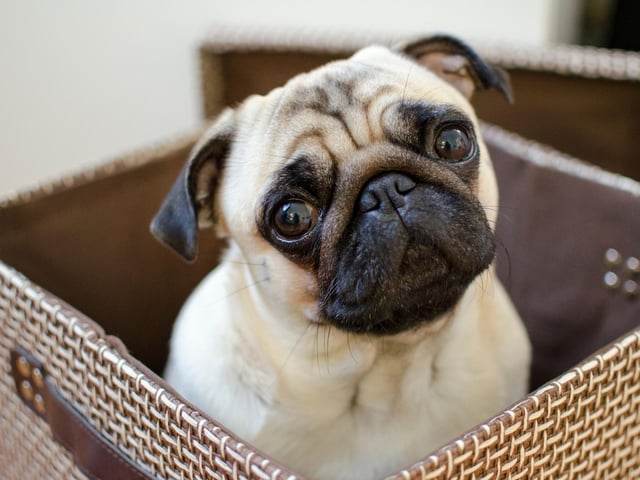 The Pug clings onto a top ten spot with 1,512 registrations in the first quarter of this year. They aren't as fashionable as they once were - they were in the top five as recently as 2017.