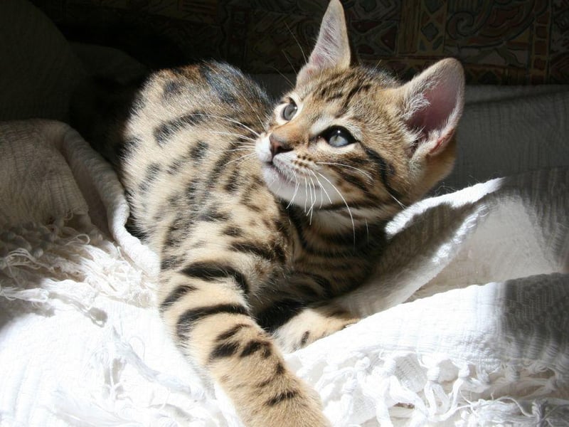 These large, domesticated cats have beautiful markings but also a very calm and measured attitude to life.