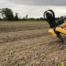 Spot, the robodog, can walk up and down steps, climb over obstacles and navigate muddy fields and has proven itself to be “very impressive” in handling a variety of greenhouse and outdoor agriculture environments. Picture: WMG at the University of Warwick