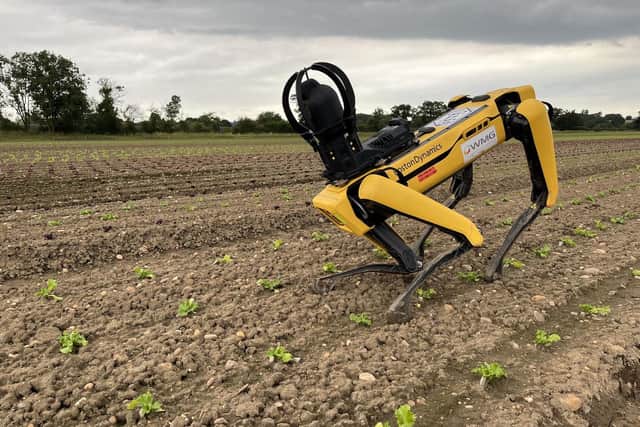 Spot, the robodog, can walk up and down steps, climb over obstacles and navigate muddy fields and has proven itself to be “very impressive” in handling a variety of greenhouse and outdoor agriculture environments. Picture: WMG at the University of Warwick