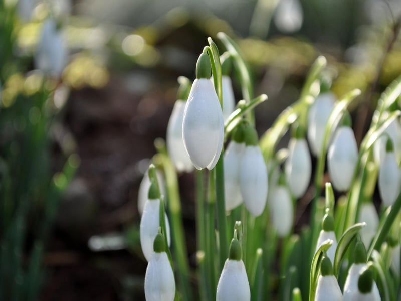 Located near Stobo Castle, in the Scottish Borders, Dawyck Botanic Gardens is known for being one of the world’s finest arboreta, but also comes alive with thousands of snowdrops every February. It's been closed lately due to storm Eowyn, but will reopen on Febraury 1.