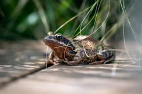 Frogspawn: enjoy it in its natural environment, RSPCA says