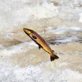 Salmon are believed to have slipped through the net of the figures recorded by HMRC