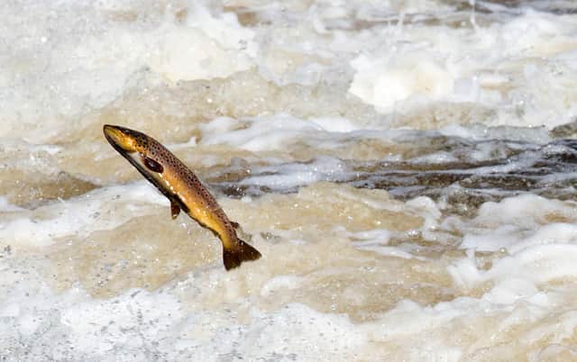 Salmon are believed to have slipped through the net of the figures recorded by HMRC