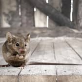 Gray small cute mouse with wooden background