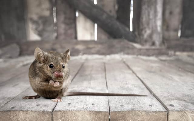 Gray small cute mouse with wooden background