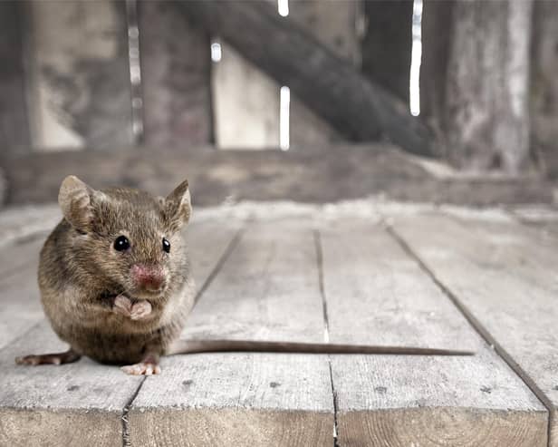 Gray small cute mouse with wooden background