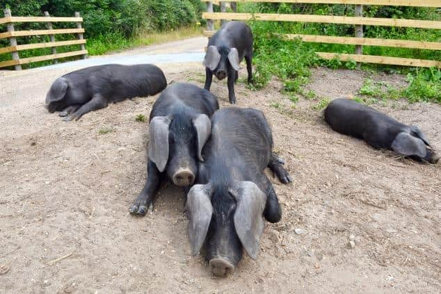 The friendly black truffle pigs at Fritton Lake, Norfolk.