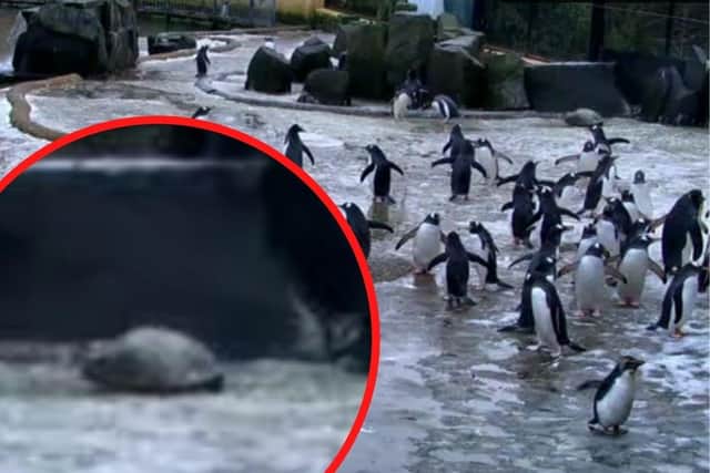 A concerned webcam viewer contacted Edinburgh Zoo to report an injured penguin to its keepers, only to be told that it was a rock.